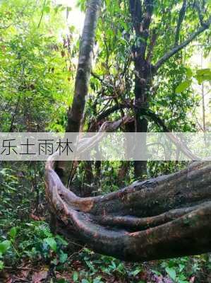 乐土雨林