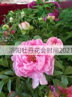 洛阳牡丹花会时间2021