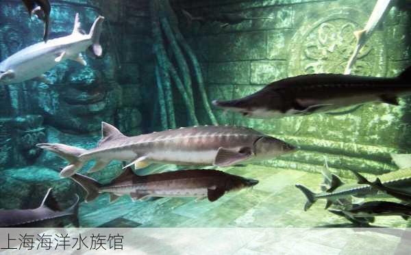 上海海洋水族馆