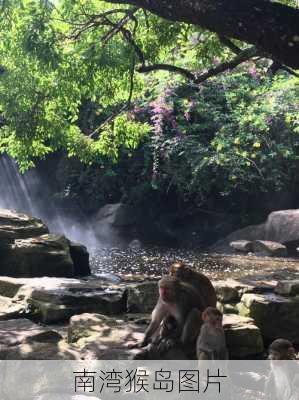 南湾猴岛图片