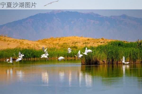 宁夏沙湖图片