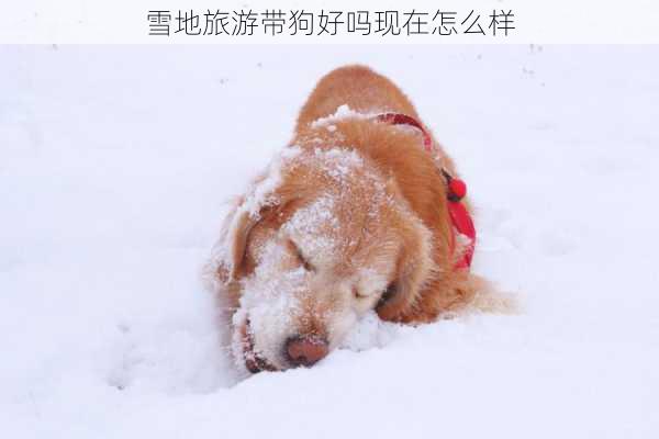 雪地旅游带狗好吗现在怎么样