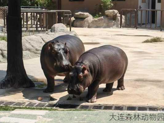 大连森林动物园