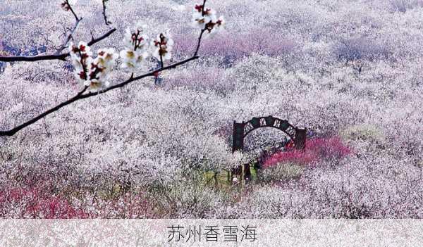 苏州香雪海