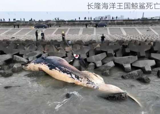 长隆海洋王国鲸鲨死亡