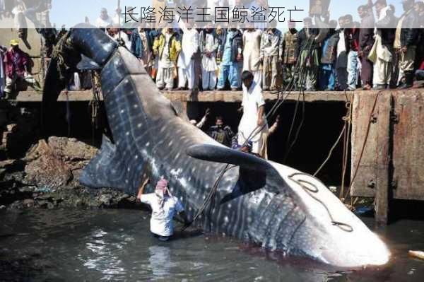 长隆海洋王国鲸鲨死亡