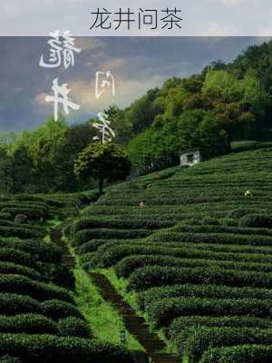 龙井问茶