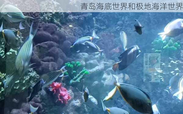 青岛海底世界和极地海洋世界